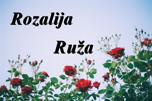 Današnje slavljenice su Ruža, Rozalija i Roza – želimo im sretan imendan!