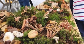 U subotu „Gljivarenje v Stubakima“ – jesenska čarolija prirode, okusa i druženja podno Medvednice