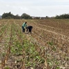 Na poljima Varaždinske županije počele pripreme za nova istraživanja