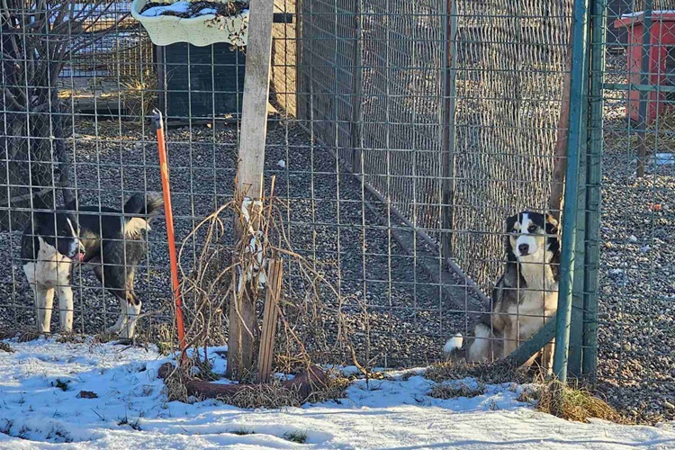 Međimurska županija i sedmu godinu zaredom pomaže skloništu za napuštene životinje, osigurano novih 26.500 eura