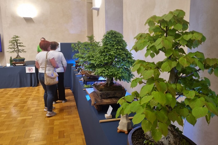 Bonsai izložbom i Blues festivalom večeras u Ludbregu počinje Flora Centrum Mundi, jedan od najvećih cvjetnih sajmova u Hrvatskoj