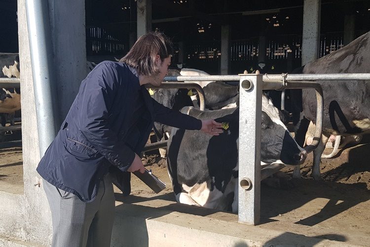Sinčić pomazio kravicu i pozvao mljekare na listu za EU parlament