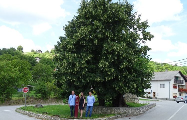 Znate li da bi “Belina lipa”, koja raste u malom mjestu Visoko samo nekoliko desetaka kilometara od Zagreba, mogla postati najpoznatije stablo u Europi