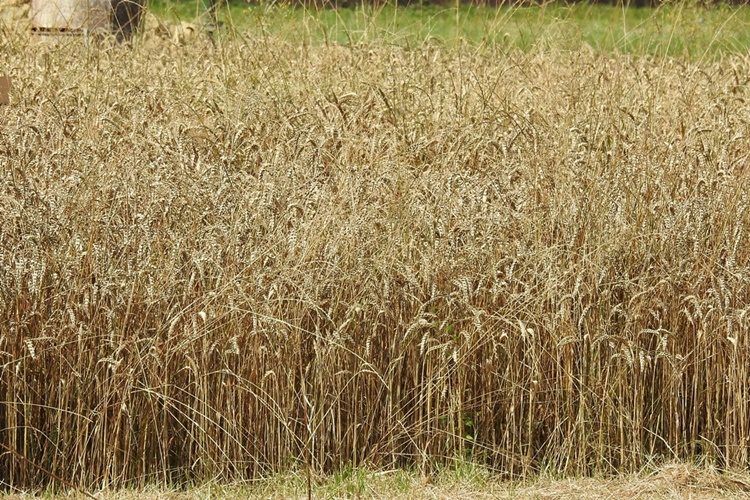 U Podravki počeo prijem pšenice, otkrijte po kojim cijenama