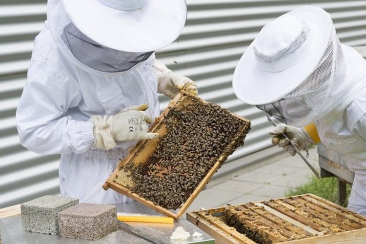 Grad Novi Marof raspisao natječaj za dodjelu potpora pčelarima vrijedan više od 6 tisuća eura