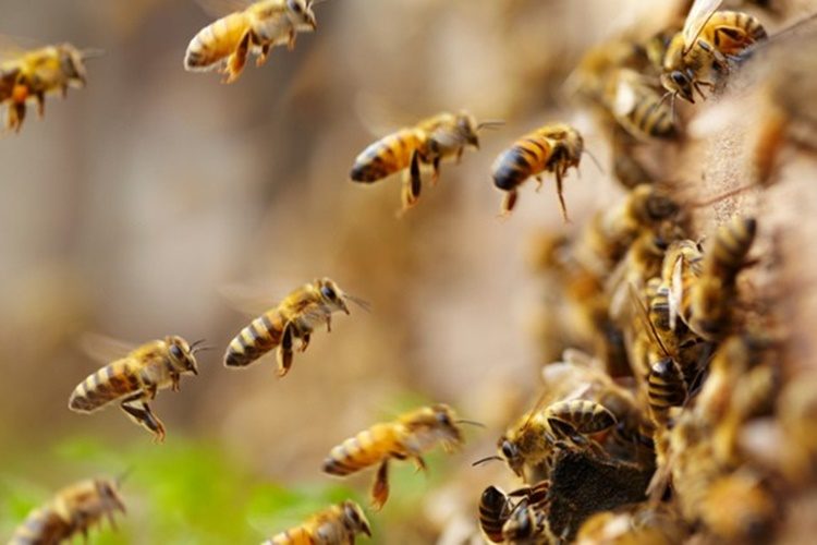 Školski medni dan – prvašići će i ove godine uživati u medu lokalnih proizvođača