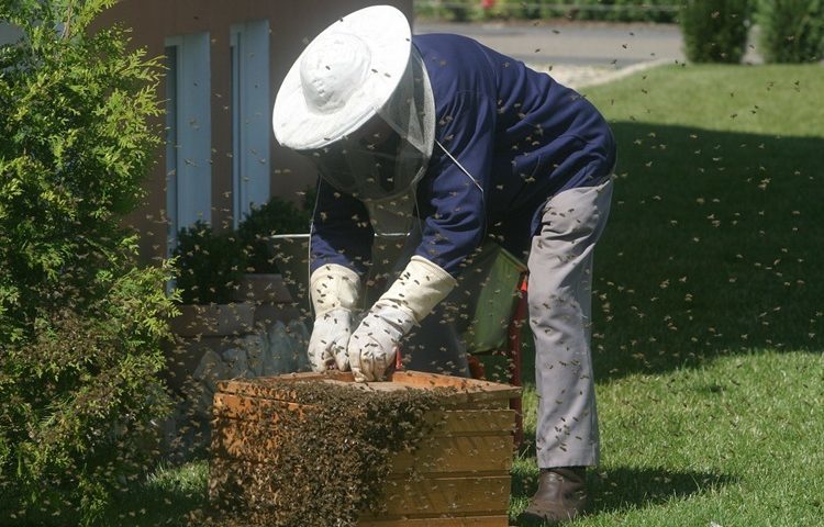 ZBOG MASOVNOG UGINUĆA PČELA Milijun kuna potpore pčelarima Međimurske županije