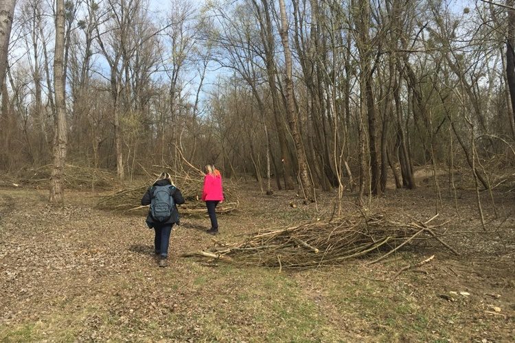Učenici iz Zagrebačke županije od siječe spasili više od 4.300 stabala