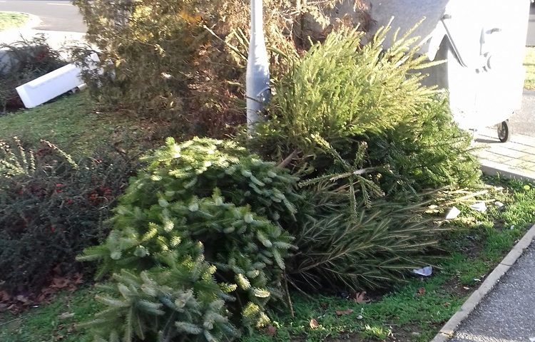 Evo do kada će se sakupljati odbačena božićna drvca u Goričanu