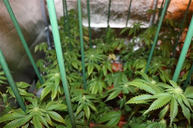 Policija iz Sv. Ivana Zeline pronašla 52 stabljike marihuane u Paukovcu!