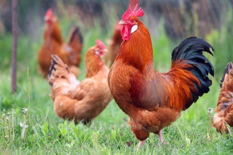 Potvrđena ptičja gripa u Gornjem Stupniku – određene zone zaštite i nadziranja