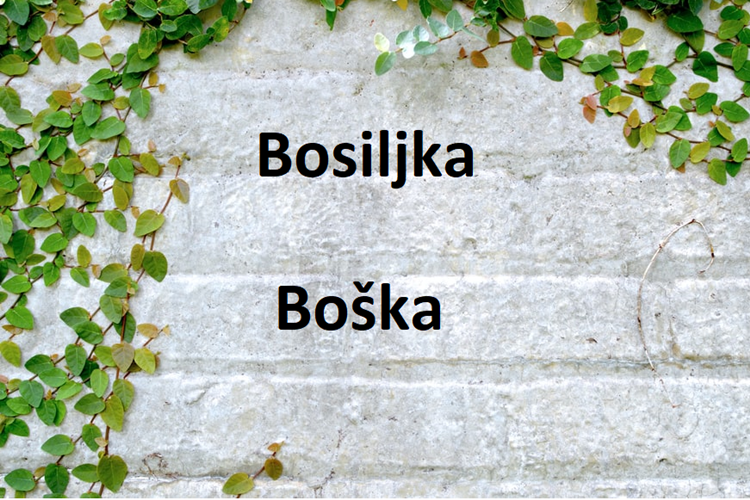 Znate li otkud potječe ime Bosiljka?