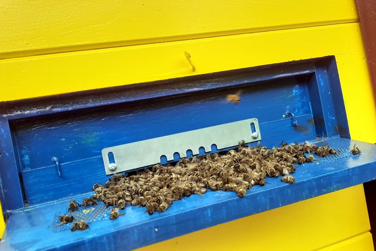 Međimurski pčelari dobivaju sredstava za sanaciju šteta uzrokovanih pomorom pčela – evo što je potrebno napraviti