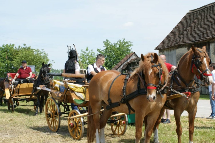 Velik dan za malo selo s bogatom tradicijom – U sklopu manifestacije ‘Fčofci pre kovačnici’ u Čehovcu održano prvo međunarodno natjecanje u potkivanju