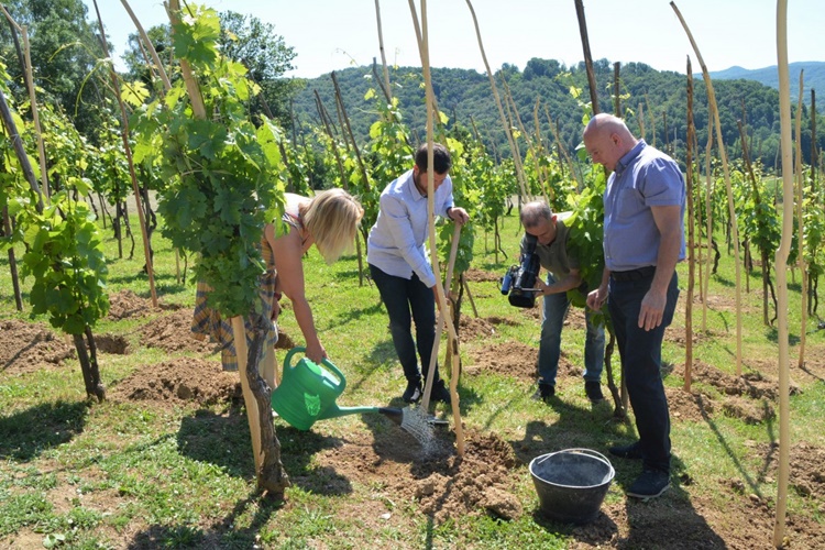 Obnovljen tradicijski vinograd kod dvorca Oršić u Gornjoj Stubici – posađeno 250 sadnica starohrvatske beline i sokola
