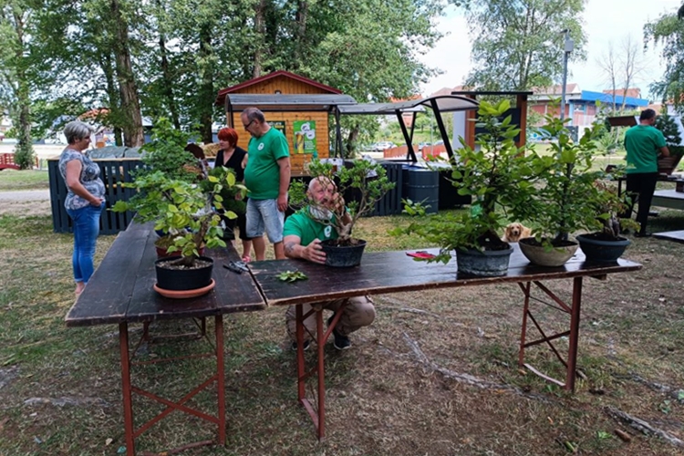 Nova bonsai radionica u sklopu “Aktivnog ljeta” u Ludbregu