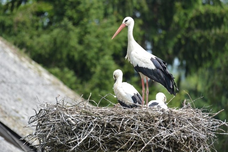 Zagrebačka županija brine o bijelim rodama, ali i o svojim građanima – isplaćene naknade za sanaciju šteta na krovovima na kojima su gnijezda