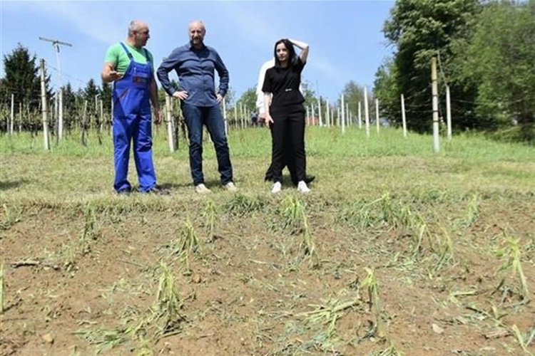 Zagorskim poljoprivrednicima stiže nešto više od 5 milijuna kuna pomoći za saniranje šteta od tuče