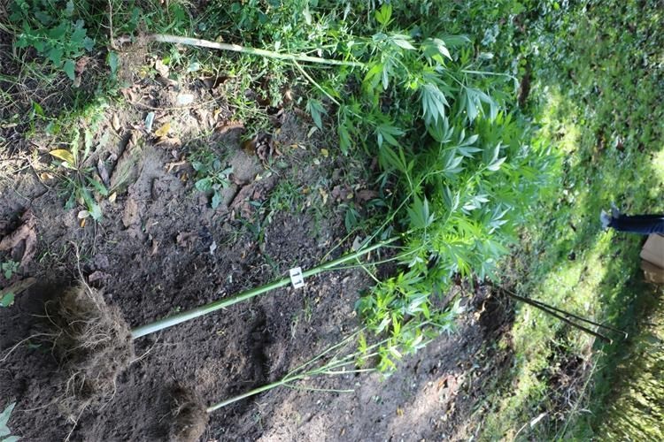 Mladić (36) iz Murskog Središća uzgajao marihuanu – policiji predano 100-tinjak biljaka