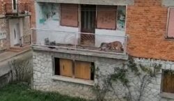 Zavezani pas na balkonu kuće u kojoj nitko ne živi cvili i okružen izmetom, a komunalni redar kaže: “Sutra ćemo tamo na teren”