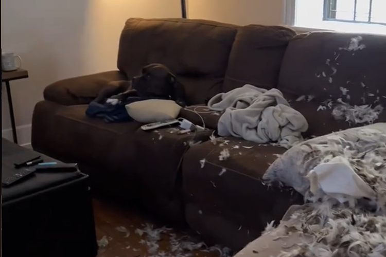 Ovaj pas nasmijat će vas do suza: prvo uništio kauč, pa se pravio nevin – pogledajte video