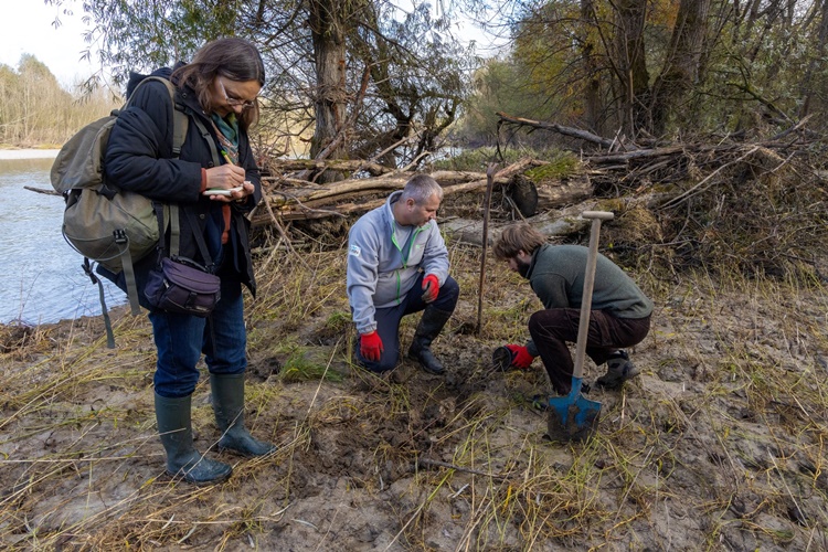 Vraćanje gotovo izumrle vrste: organizirana nova akcija sadnje kritično ugrožene biljke kebrač u Varaždinskoj županiji