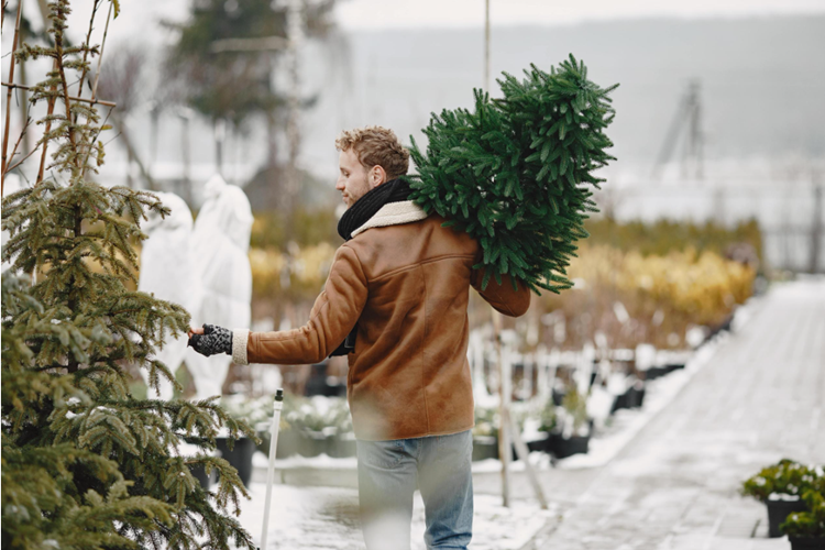 Uskoro počinje sakupljanje božićnih drvca u Ludbregu, Malom Bukovcu i Velikom Bukovcu