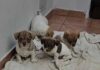 Zagrebačka županija osigurala 15 tisuća eura za čipiranje i sterilizaciju napuštenih pasa