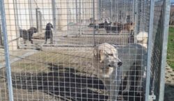 “Luč Zagorja ove godine slavi 10 godina: Godišnje se udomi oko 450 životinja, trenutno su u skloništu 83 predivna i zaigrana psa koji čekaju dobre ljude i svoj“zauvijek dom“