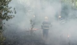 Koji piroman: Kod Valpova na 50 mjesta zapalio šumu