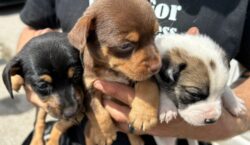 Danas je u romskom naselju Piškorovec nastavljen projekt zbrinjavanja pasa