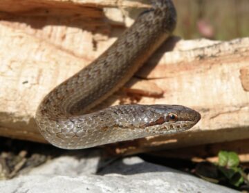 Siguran boravak u prirodi: savjeti kako postupati pri susretu sa zmijama