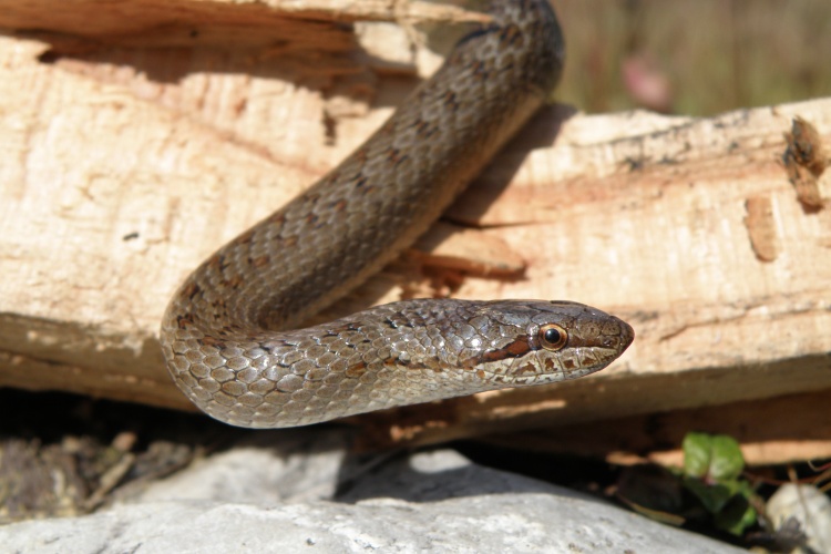 Siguran boravak u prirodi: savjeti kako postupati pri susretu sa zmijama
