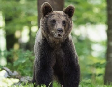 NESLANA ŠALA ILI NEŠTO DRUGO: Građani dojavili policiji da je u Polju Krapinskom viđen medvjed